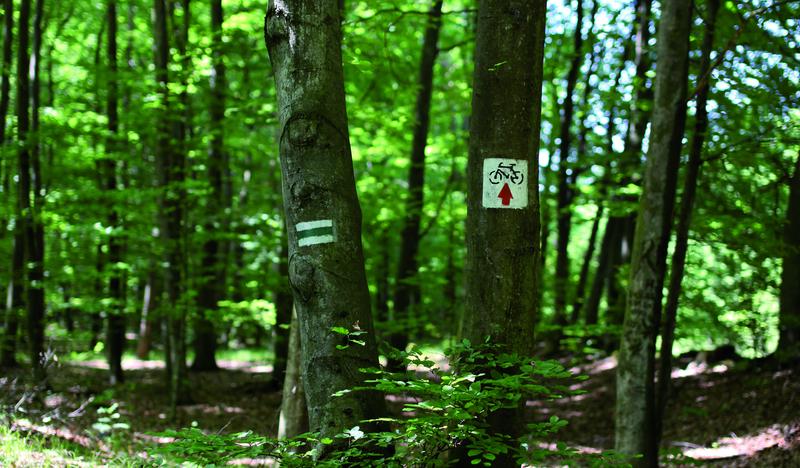 Znaki szlaków pieszego i rowerowego na drzewach.