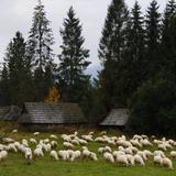Szałasy i owce na polanie otoczonej drzewami.