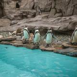 pingwiny stojące koło basenu