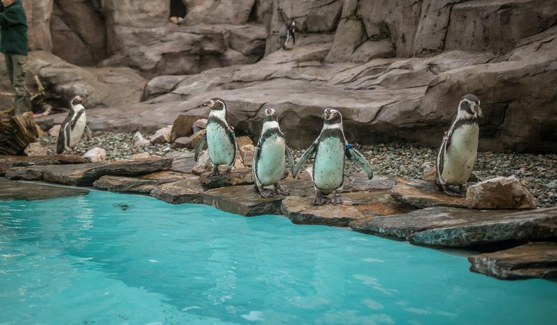 pingwiny stojące koło basenu