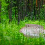 Obrázok:  Prírodná rezervácia Bór na Czerwonom Nowy Targ
