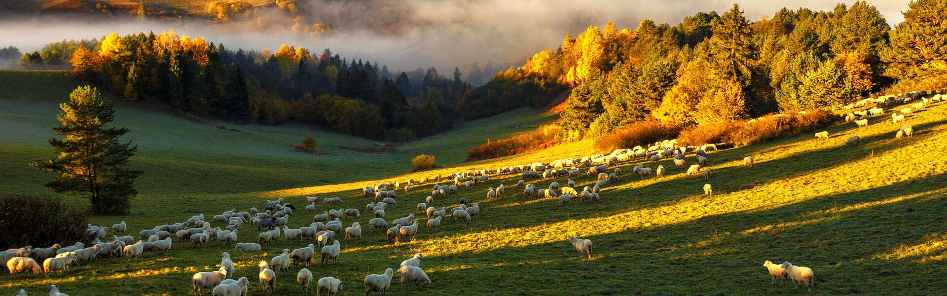 Pasące się na łące owce. Po prawej drzewa. W tle mgła i wystające wierzchołki góry nad nią.