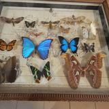 Image: Musée des Papillons ARTHROPODA, Bochnia