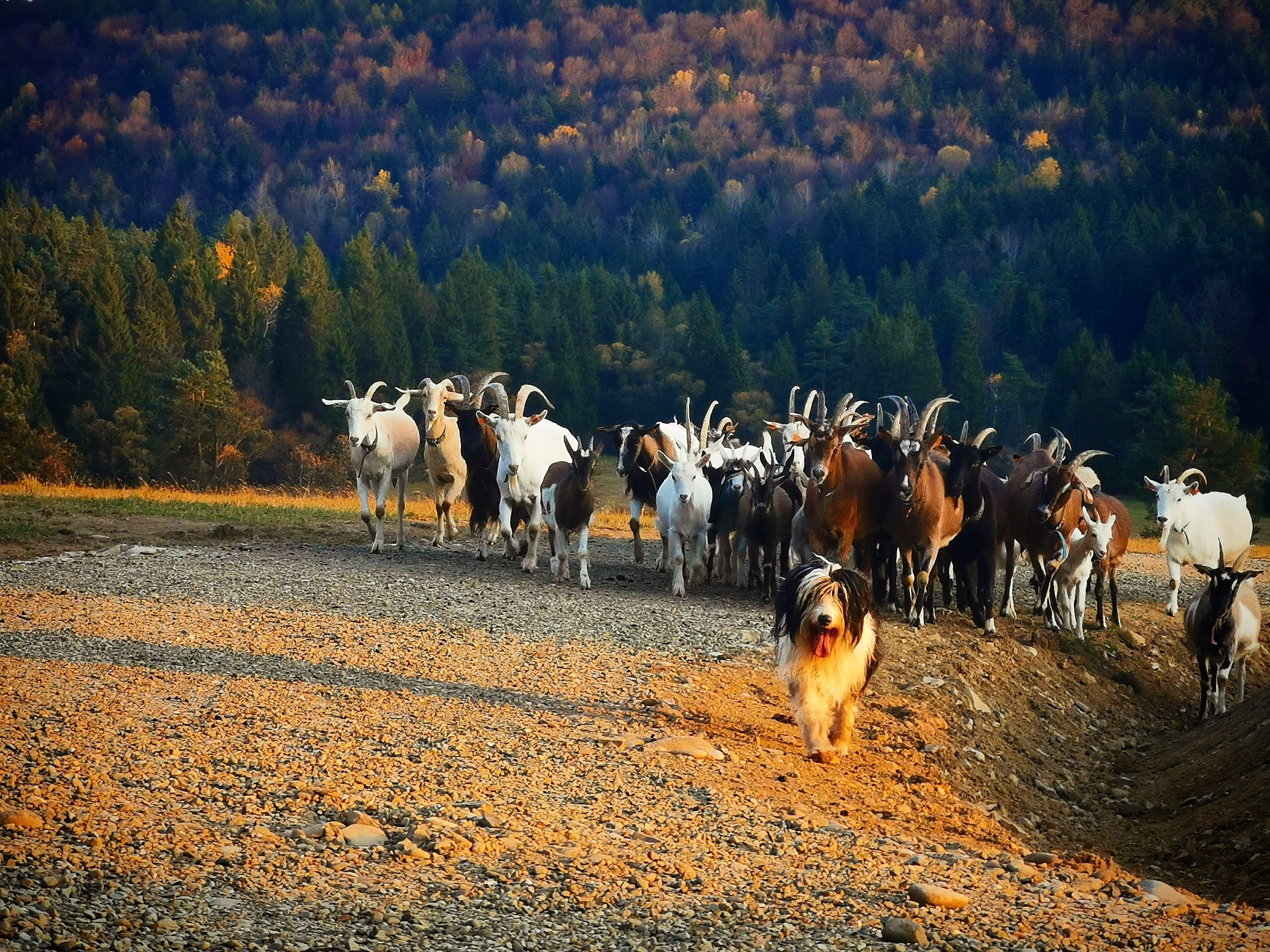 Pies pasterski prowadzący stado kóz